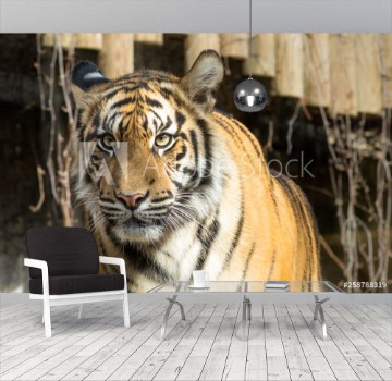 Picture of Tiger Panthera tigris tigris